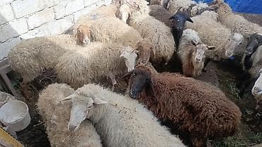 Зоотовары: Satış üçün xırdabuynuzlu heyvan sürüsü - Növlər: qoyun və keçi — 4