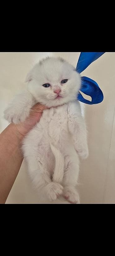 sort pişik: Britan, Dişi — 1