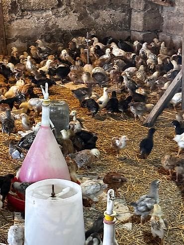 Животные: 95 günlük xoruzlar və 25 günlük cücələr var isdiyen əlaqə saxlasin — 4