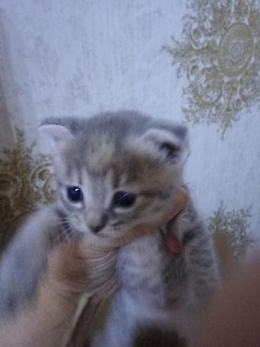 siyam pişik: Erkək, Dişi — 4