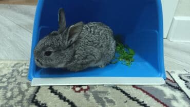 karlik dovşanlar: Uzun tüklü dekorativ dovşan - Cins: ehtimalən Angora/mix dekorativ — 11