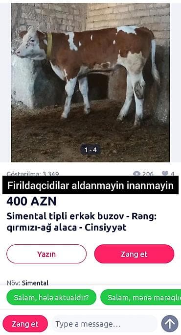 cin bildircin: Simental tipli erkək buzov - Növ: Simental - Cinsiyyət: erkək - Rəng — 1
