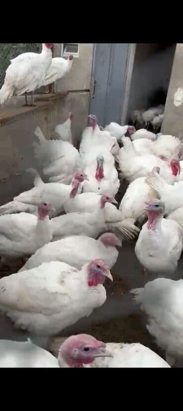 cücə və xoruz: Salam Ayam cemani,,. argenal.yumurtasi,cucesi.colpasi,,xoruzu.toyugu — 23