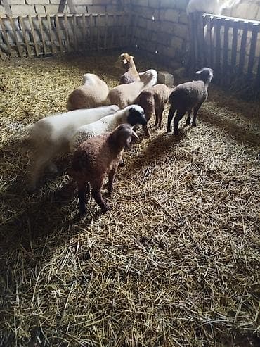 Qoyun-quzu sürüsü - Şəkillərdə müxtəlif rəngli (ağ, qəhvəyi, qara və — 2