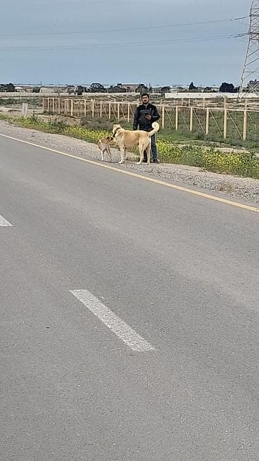 heyvan bazarı: İt – böyük cüssəli, açıq bej rəngdə, qalın boyunlu və möhkəm skeletli — 5