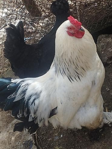 lider toyuq: Təsvir: - Cins: Ağ rəngli, qara ləkəli quyruq və boyun tükləri olan — 2