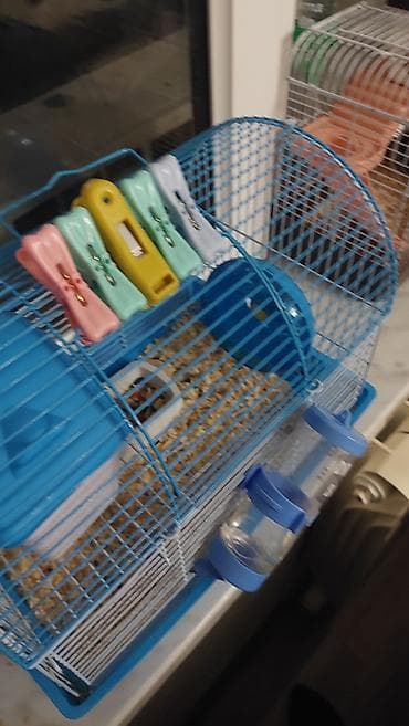 Yuvalar: 2 qefesde 7 hamster cunqarik var. Sebeti alana hamsterleri ödənişsiz — 2