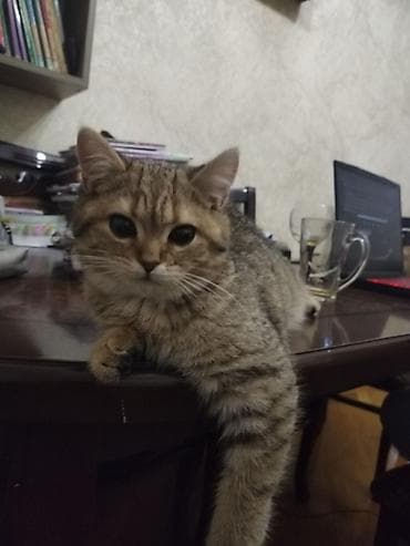 Heyvanlar üçün mallar: Qızıl şinşilla, Yaxşı əllərə, Ünvandan götürmə — 2