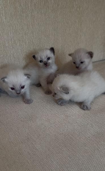 Собаки: Сиамская, Самец, Самка — 2