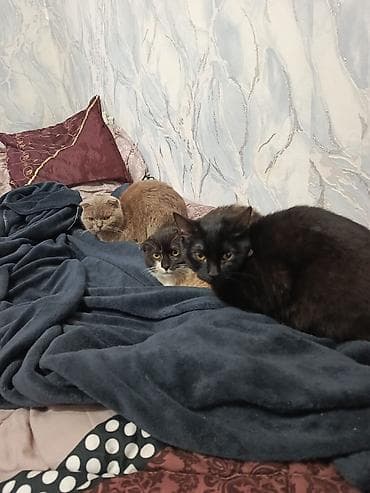 pisiyler: Şotland — 7