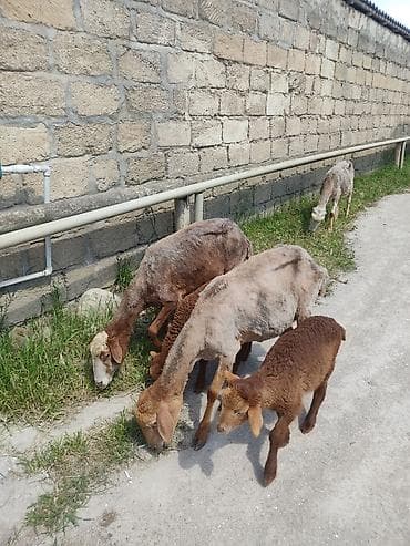 qoyun qiymətləri: Uc ana uc. balla bir ana bir balla qiymet. 350 m cavan qoyunlardi — 3