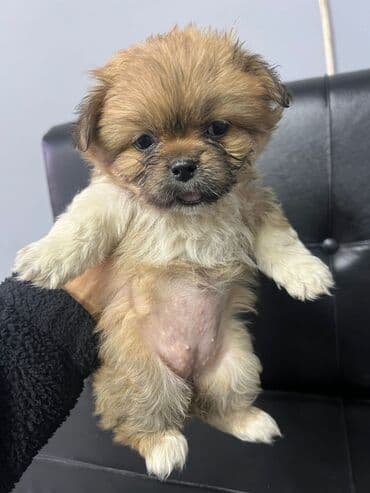 Şpitz, 2 ay, Dişi, Ünvandan götürmə