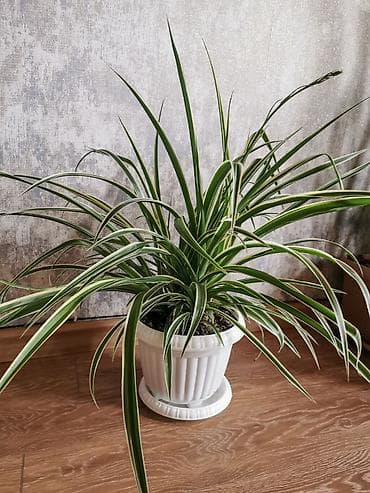 kalanxoye bitkisi: Bitki: Xlorofitum “Spider Plant” (xlorofitum variegata) - Yarpaqlar — 4