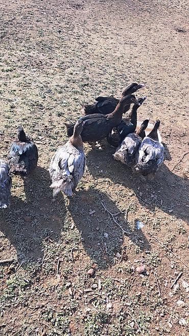 qaz ve ordek satisi: Erkək, | Macar, Damazlıq, Pulsuz çatdırılma — 8