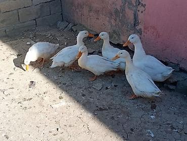 Kənd təsərrüfatı quşları: Ağ ördəklər dəsti - Növ: ağ ev ördəkləri (xarakterik narıncı dimdik — 2