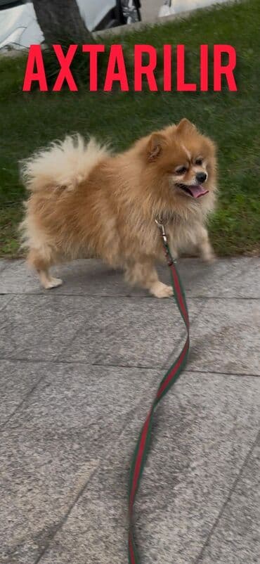 Gəmiricilər: AXTARILIR. Binəqədi İcra Hakimiyyətinin yanındakı məhlələrdən birində — 1