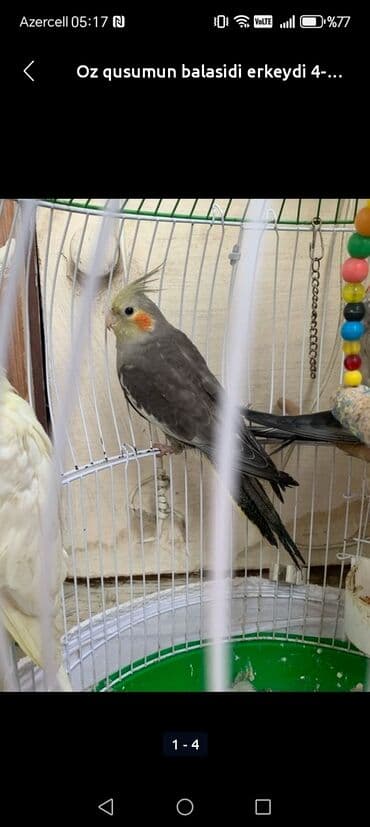 sağlam həyat sağlamlıq mərkəzi: Tecili satilir 6aylig baladi ələ oyrewib babaciq awkim cicikuw deyir — 1