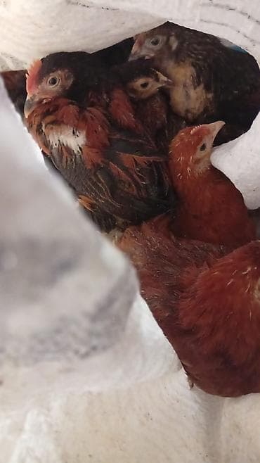 ataks toyuqlari satilir: Toyuq cücələri, Damazlıq — 3