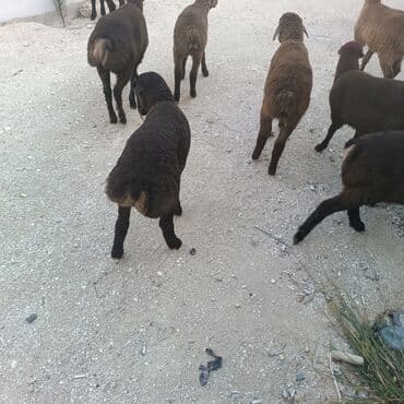 Salam hervaxdız xeyir saxlamlıq quzularm cxdı satqa isdiyen elaqe — 19