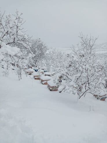 доска объявлений пчелы: Arıçılıq üçün qışladılmış arı ailələri və tam komplekt pətəklər - Dağ — 6
