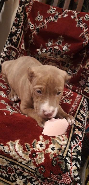 pitbul itler: Pitbul — 5