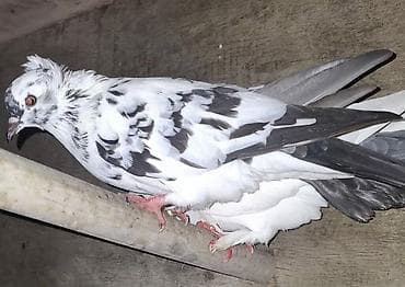 avçarka balası: 15 man 1 ədədi ü çü qalıb biri papaqlıdı biri ayaqları tüklüdü biri — 1