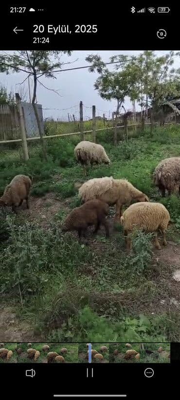 heyvanlara verilen adlar: 5 orta yaş dişi qoyun 5 Eded quzu 5-6 ayliq yaxşi bxilmis heyvanlardir — 1