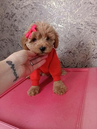 xaski itləri: Pudel, 2 ay, Dişi — 9