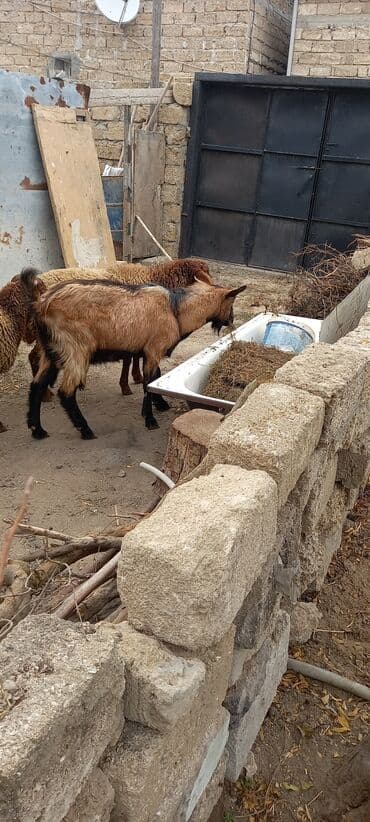 Məhsul: Yerli keçi (cavan teke) Təsvir: - Rəng: açıq qəhvəyi, bel və