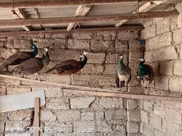 cücə və xoruz: Tovuz quşu satılır dişi və erkək var — 6