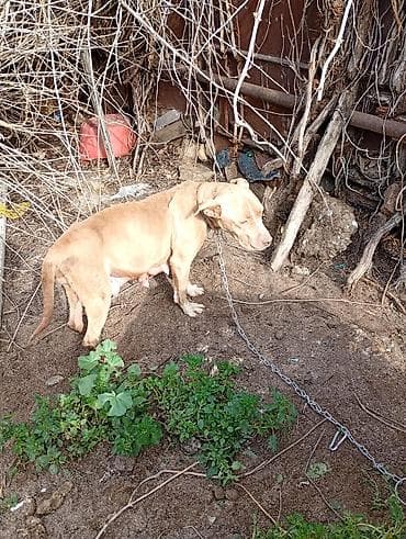 samoyed satılır: Pitbul, Peyvəndli — 2