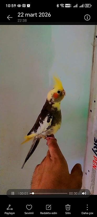 Попугаи: Tam ele örgenmiş danışmağa meyilidi erkeydi saglamliqna soz ola bilməz — 2