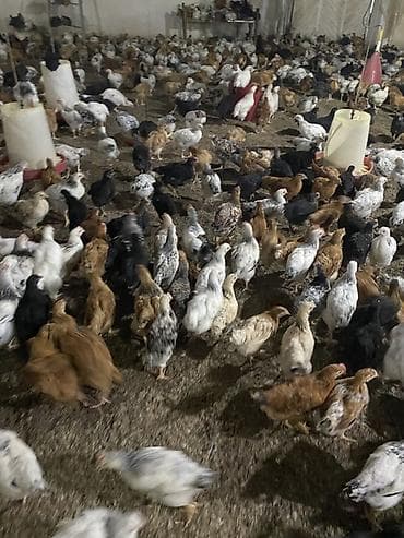 cüce yemi: Təsərrüfat üçün qarışıq yerli cins cücələr - Məhsul: Ətlik/yumurtalıq — 7