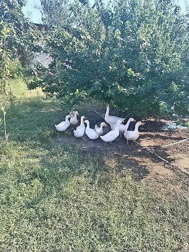 Ağ ördəklər – təsərrüfat üçün quşlar - Növ: ağ ev ördəkləri