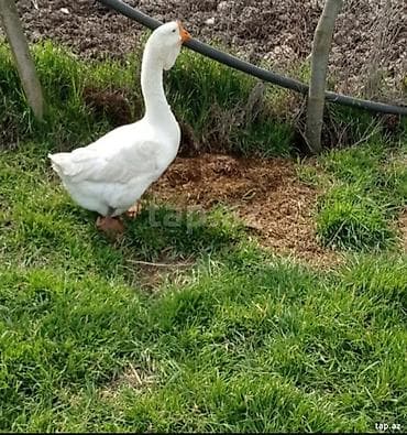 Ağ qaz – həyət və təsərrüfat üçün

- Cins: xalmaqor erkəydi təkdi