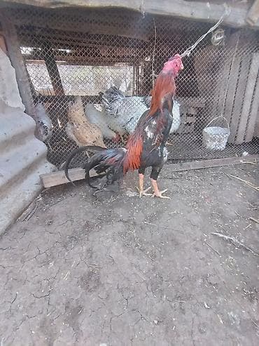 it heyvan: 11 aylık türk cinsi probu var ünvan gəncə çəkisi 2.800.3 arası yaxşı — 4