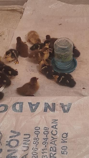 velikan dovsan satisi: Zümrüdü krasnadar 3günlük 5 m — 3