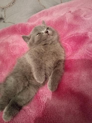 pişim: Britan — 1