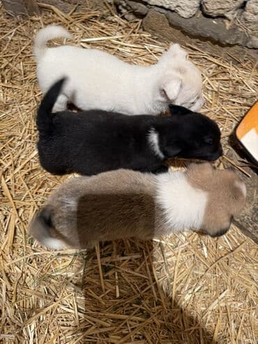 Toyota: 1 месяц — 2