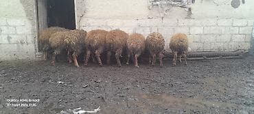 Qoyunlar – ət və yun istiqaməti - Şəkillərdə qrup halında saxlanılan