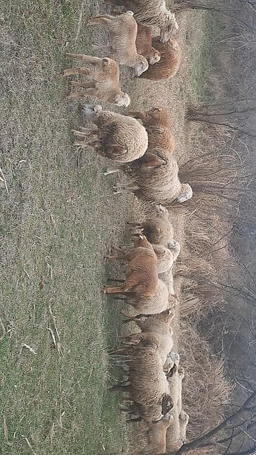 qoyun quzu satilir: Qoyun sürüsü – 6 erkey 2 disi 9 aylliqdilar — 3