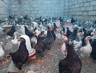 becə: 2 aylıq serebriz çolpaları — 1