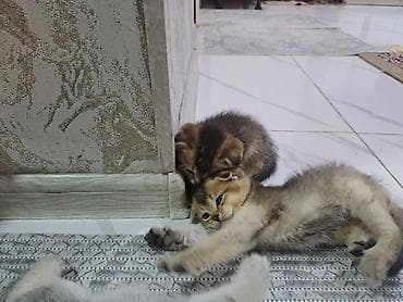 Britaniya və Şotland qırma pişik balaları - Növlər: Britaniya — 3