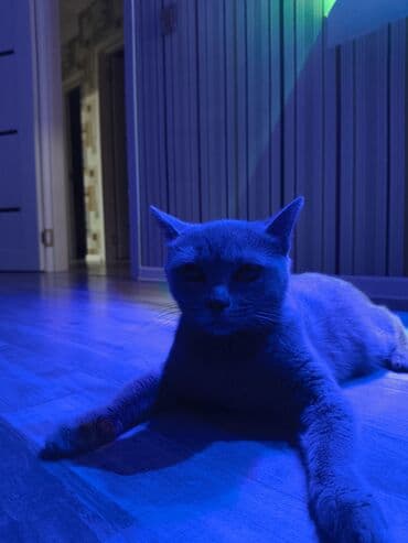 bülbül quşu satışı: Шотладская вислоухая, Самка, В добрые руки, Самовывоз — 5