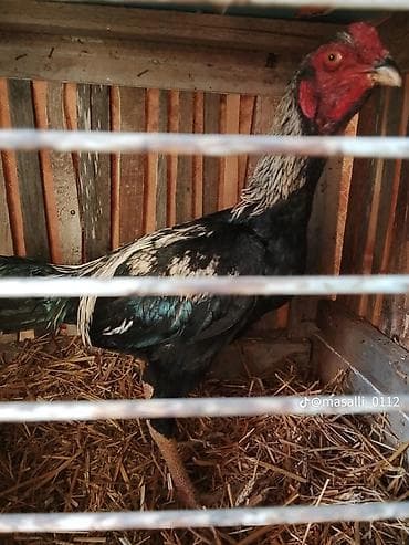 Yemlər: Məhsul: Boz-qara rəng çalarlarında cins xoruz Təsvir: - Uzunboylu — 1