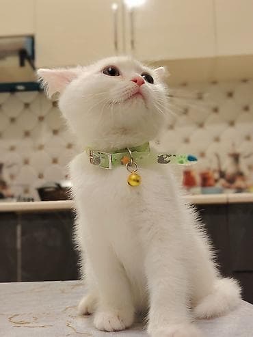 Şotland, Dişi, Yaxşı əllərə, Ünvandan götürmə lalafo.az -da Şotland, Dişi, Yaxşı əllərə, Ünvandan götürmə