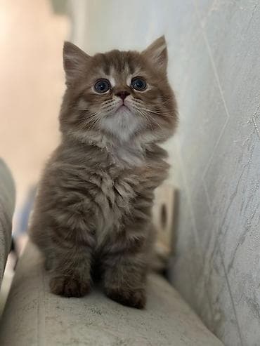 pişik pers: Британская — 6