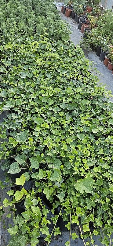 Hedera helix (Plyuş sarmaşığı) sürətlə yayılaraq səthləri bürüyən