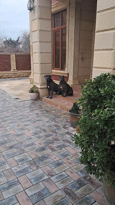 Kane-Korso, 2 il, Erkek, Peyvəndli