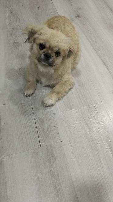 heyvan: Pekines — 2